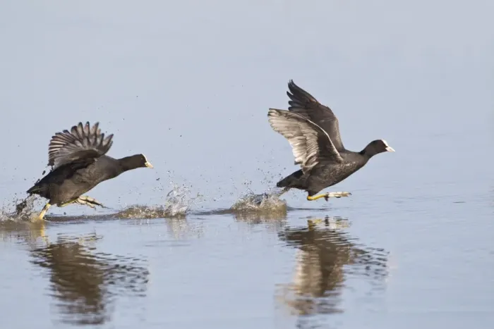 Framed Print : Coot - two chasing across water - Cley - Norfolk - UK 12335 Framed Print : Coot - two chasing across water - Cley - Norfolk - UK 12335