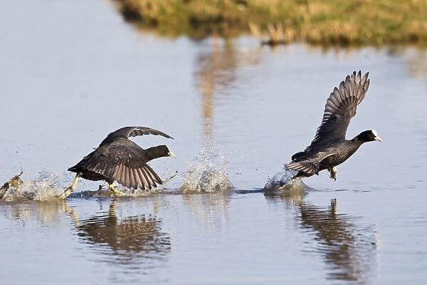 Coot - chasing across water - Cley - Norfolk - UK 12337