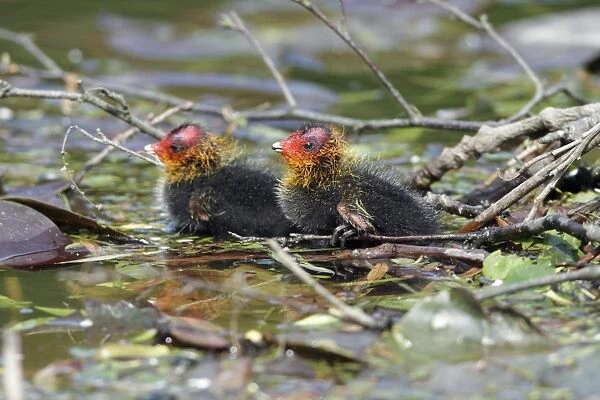 Coot - two chicks at nest edge - Hessen - Germany