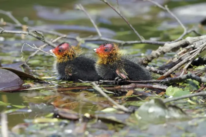 Framed Print : Coot - two chicks at nest edge - Hessen - Germany Framed Print : Coot - two chicks at nest edge - Hessen - Germany