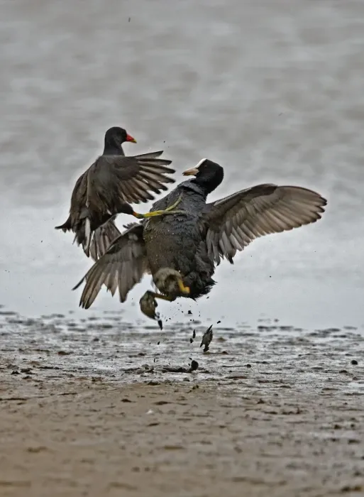 Framed Print : Coot - Coot and Moorhen {gallinula chloropus } - fighting. Norfolk UK Framed Print : Coot - Coot and Moorhen {gallinula chloropus } - fighting. Norfolk UK