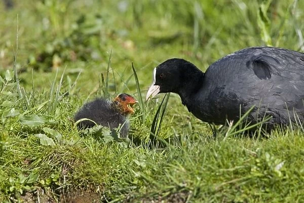 Coot - Feeding chick - Norfolk UK