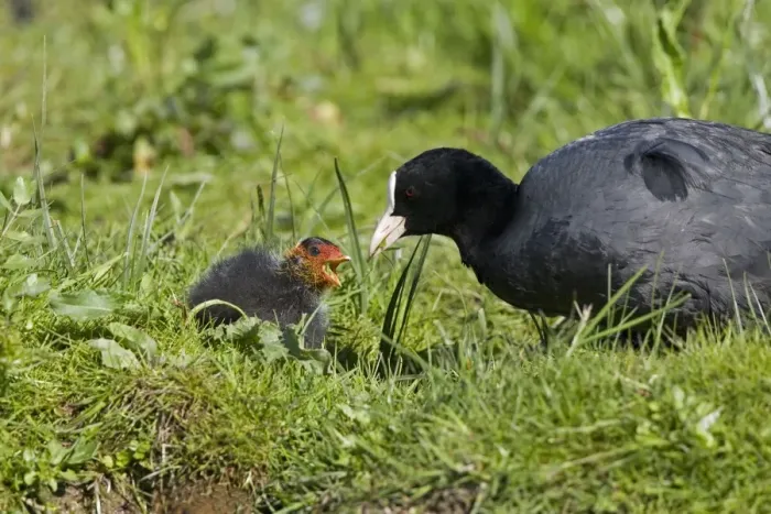 Framed Print : Coot - Feeding chick - Norfolk UK Framed Print : Coot - Feeding chick - Norfolk UK