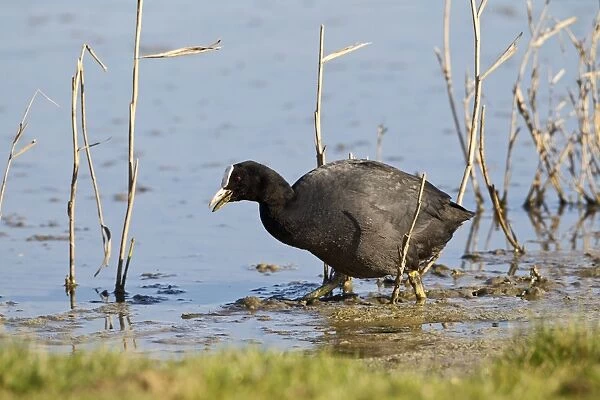 Coot - feeding at waters edge - Cley - Norfolk - UK 12340