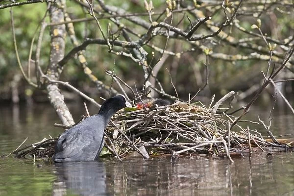 Coot - feeding youngster on nest - Hertfordshire UK 9540