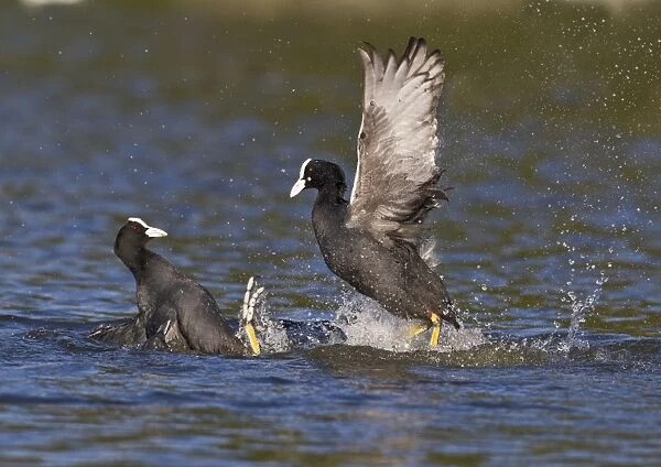 Coot - two fighting on water - Hertfordshire UK 9234