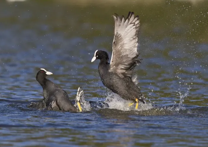 Framed Print : Coot - two fighting on water - Hertfordshire UK 9234 Framed Print : Coot - two fighting on water - Hertfordshire UK 9234