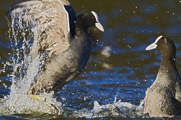 Coot - two fighting on water - Hertfordshire UK 9251