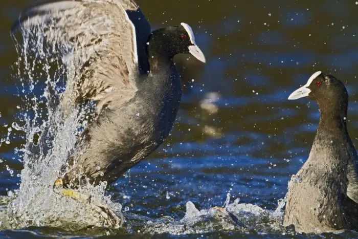 Framed Print : Coot - two fighting on water - Hertfordshire UK 9251 Framed Print : Coot - two fighting on water - Hertfordshire UK 9251