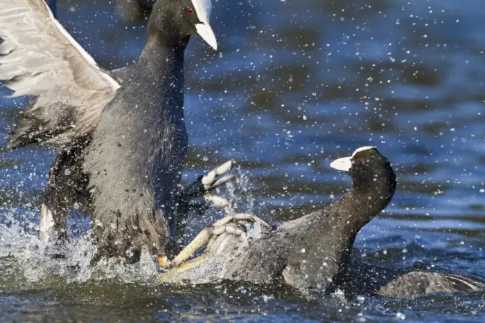 Framed Print : Coot - two fighting on water - Hertfordshire UK 9258 Framed Print : Coot - two fighting on water - Hertfordshire UK 9258