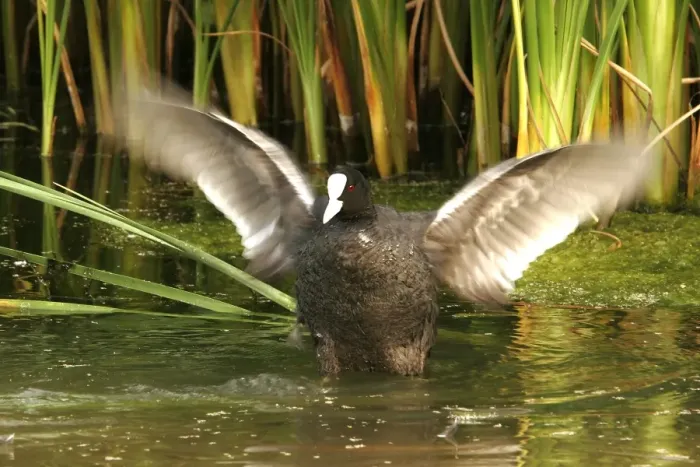 Framed Print : Coot - flapping wings. Nature reserve of Aiguamols - Spain Framed Print : Coot - flapping wings. Nature reserve of Aiguamols - Spain