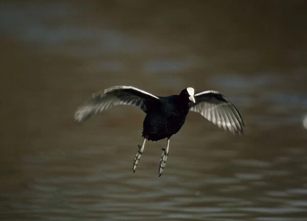 Coot - flying across water Slimbridge, Gloucester, UK BI004452