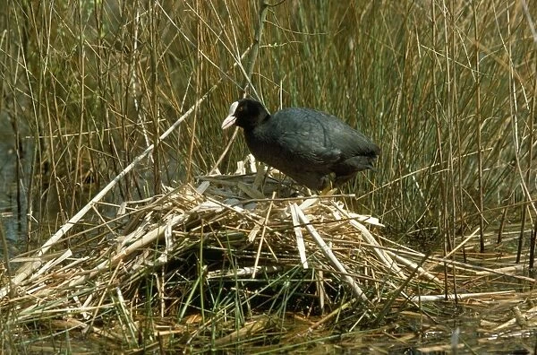 Coot - at nest