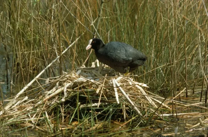Framed Print : Coot - at nest Framed Print : Coot - at nest