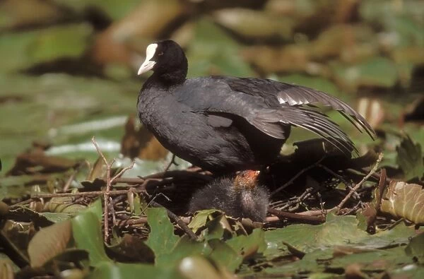 Coot At nest with chick