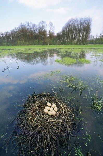 Coot - nest with eggs in habitat