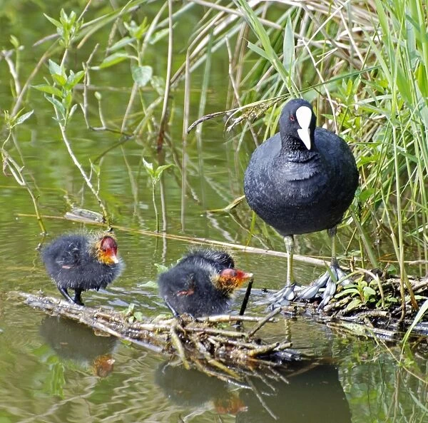 Coot - with newly hatched chicks - Europe