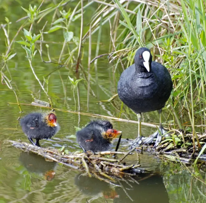 Framed Print : Coot - with newly hatched chicks - Europe Framed Print : Coot - with newly hatched chicks - Europe