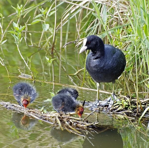 Coot - with newly hatched chicks - Europe