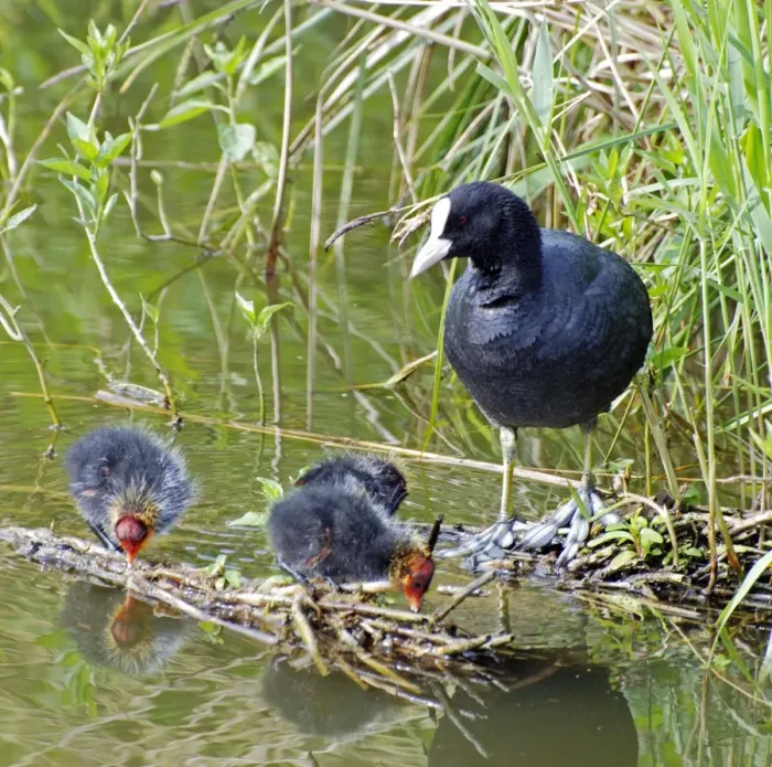 Framed Print : Coot - with newly hatched chicks - Europe Framed Print : Coot - with newly hatched chicks - Europe