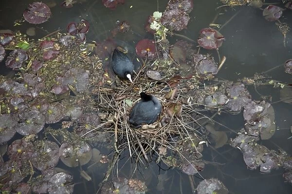 Coot - pair at nest on lake - Hessen - Germany