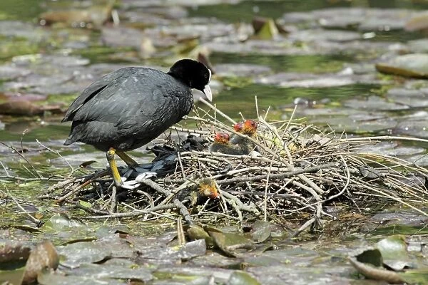 Coot - parent at nest tending chicks - Hessen - Germany