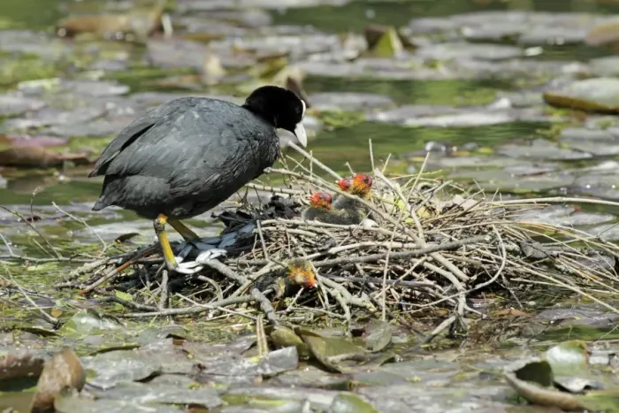 Framed Print : Coot - parent at nest tending chicks - Hessen - Germany Framed Print : Coot - parent at nest tending chicks - Hessen - Germany