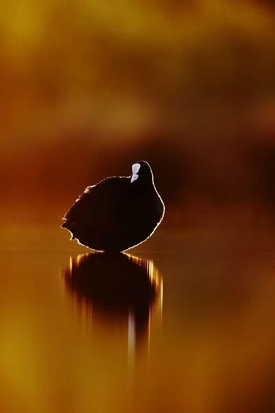 Coot - rim-lit by light from the rising sun on the horizon - Bowesfield Nature Reserve - Cleveland - UK