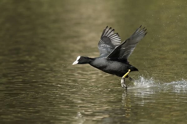 Coot - running across surface of lake - Hessen - Germany