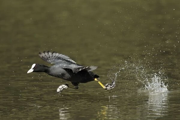 Coot - running across surface of lake - Hessen - Germany