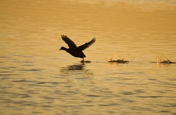 Coot - running across water at sunrise Hickling Broad Norfolk UK