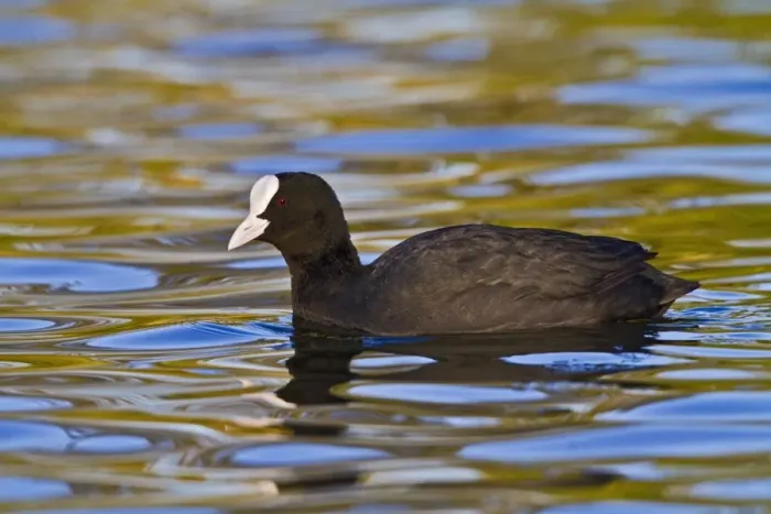 Framed Print : Coot - swimming - Hertfordshire UK 9270 Framed Print : Coot - swimming - Hertfordshire UK 9270