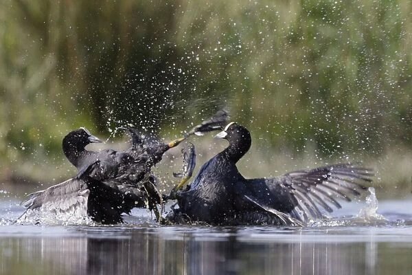 Coot - territorial fight between rival birds resident on same pond - Bowesfield Nature Reserve - Cleveland - UK