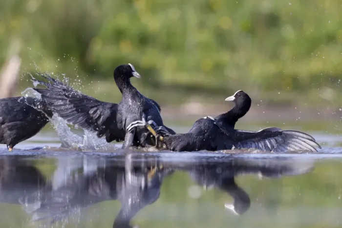 Framed Print : Coot - territorial fight between rival birds resident on same pond - Bowesfield Nature Reserve - Cleveland - UK Framed Print : Coot - territorial fight between rival birds resident on same pond - Bowesfield Nature Reserve - Cleveland - UK