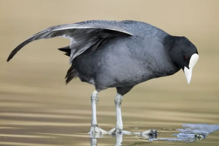 Framed Print : Coot - wing stretching - Cornwall - UK Framed Print : Coot - wing stretching - Cornwall - UK