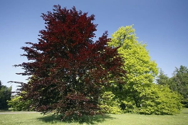 Copper Beech Tree - in park - springtime - Hessen- Germany
