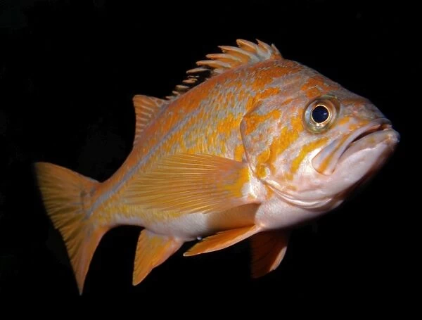 Copper Rockfish - Eastern Pacific coast and kelp beds from Alaska to Mexico