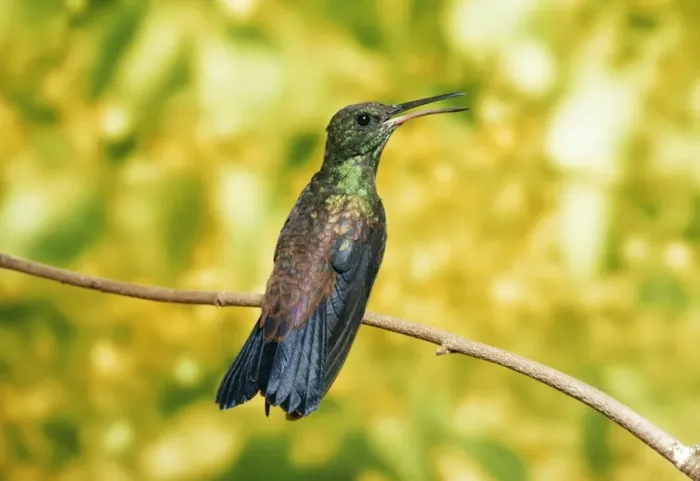 Framed Print : Copper-rumped Hummingbird Trinidad & Tobago & S. America Framed Print : Copper-rumped Hummingbird Trinidad & Tobago & S. America