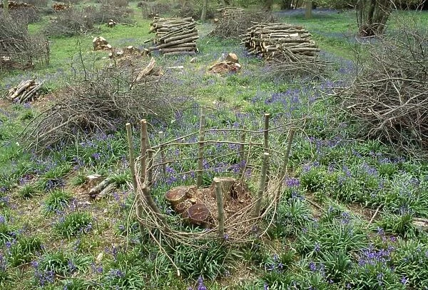 Coppice - Fence protecting new Coppice stool (Woodland management) UK