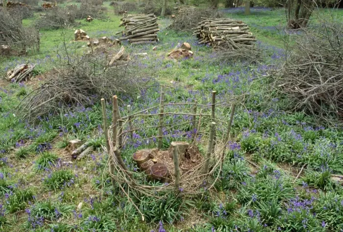 Framed Print : Coppice - Fence protecting new Coppice stool (Woodland management) UK Framed Print : Coppice - Fence protecting new Coppice stool (Woodland management) UK