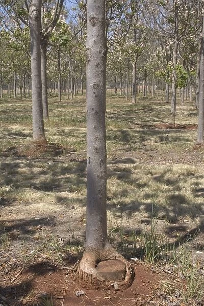 A coppiced tree in a Paulownia plantation in Queensland. Paulownia is a fast growing timber which can be coppiced to produce a continuing supply of timber light in weight and colour