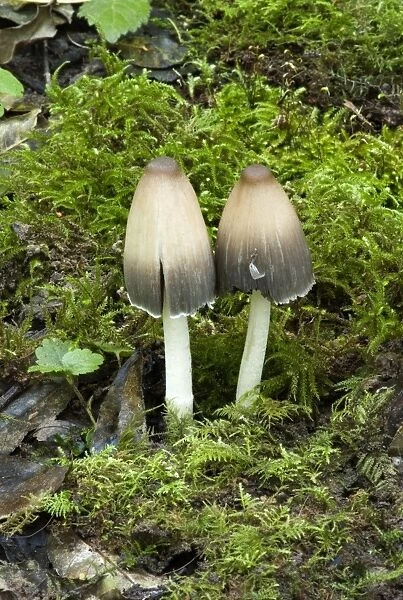 Coprinus impatiens - Found in leaf litter or soil in broad -leaved woods - especially beech. October. Nap Wood Nature Reserve, East Sussex, UK. (NT)