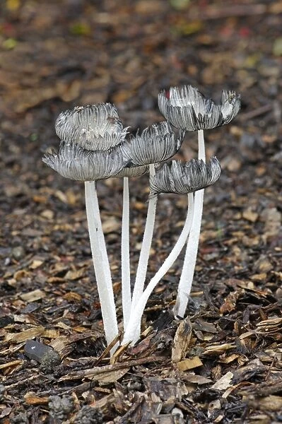 Coprinus lagopus - Habitat - on leaf litter or soil in shady woods - less frequently in fields. Edible but not worthwhile. October. Nap Wood Nature Reserve, East Sussex, UK. (NT)
