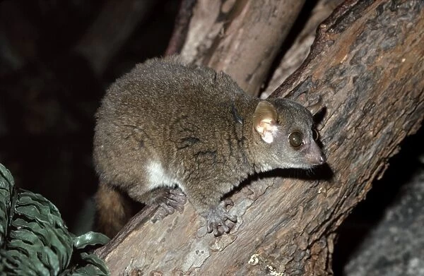 Coquerel's Mouse Lemur - nocturnal. Endangered Southwest Madagascar