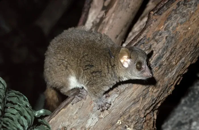 Framed Print : Coquerel's Mouse Lemur - nocturnal. Endangered Southwest Madagascar Framed Print : Coquerel's Mouse Lemur - nocturnal. Endangered Southwest Madagascar