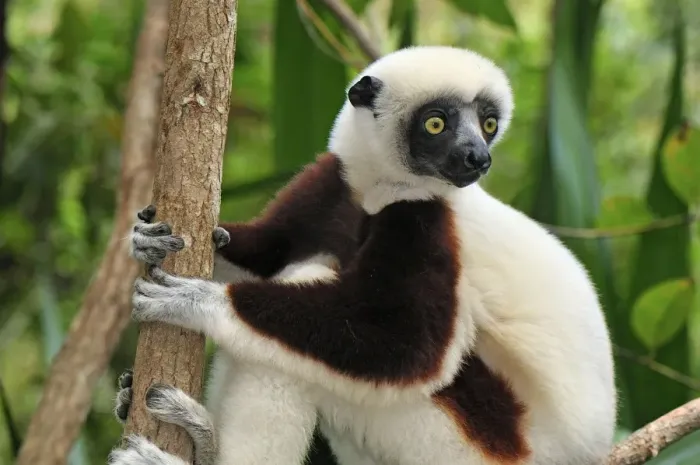 Framed Print : Coquerel's Sifaka - Ankarafantsika National Park - Madagascar Framed Print : Coquerel's Sifaka - Ankarafantsika National Park - Madagascar