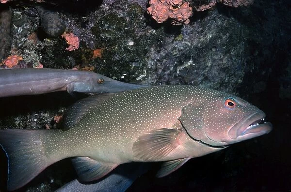 Coral Cod - Great Barrier Reef - Indo Pacific