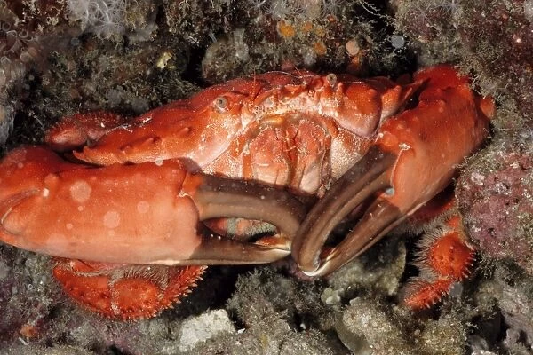 Coral crab (Etisus splendidus). Andaman Sea, Myanmar