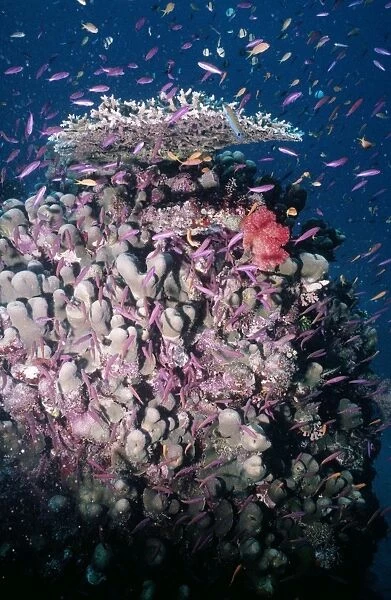 Coral - fish feeding on plankton Great Barrier Reef, Austalia