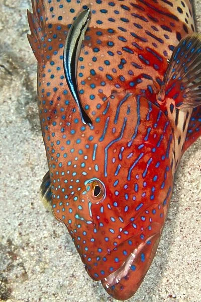 Coral Grouper - being cleaned by a Cleaner Wrasse